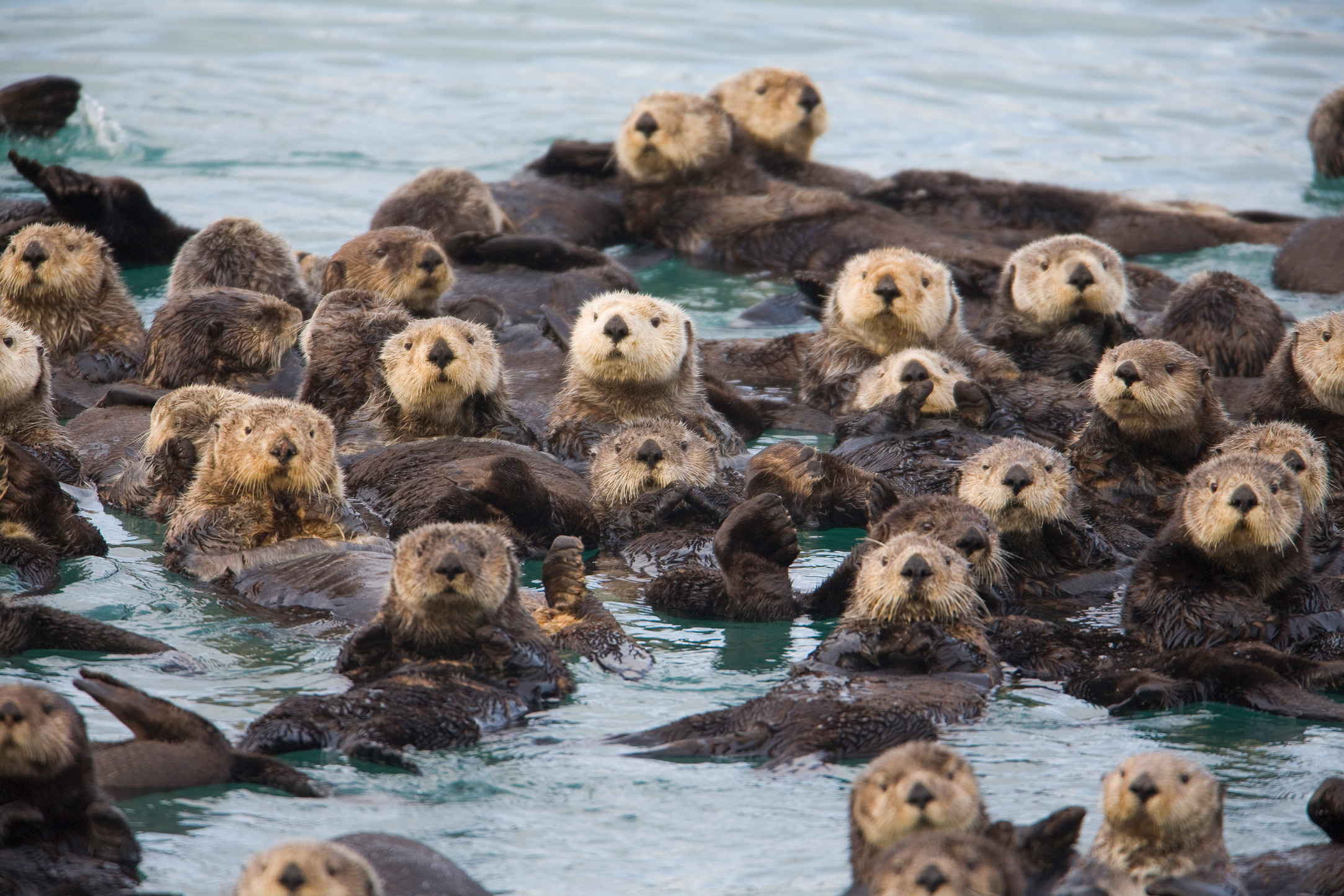 group of otters
